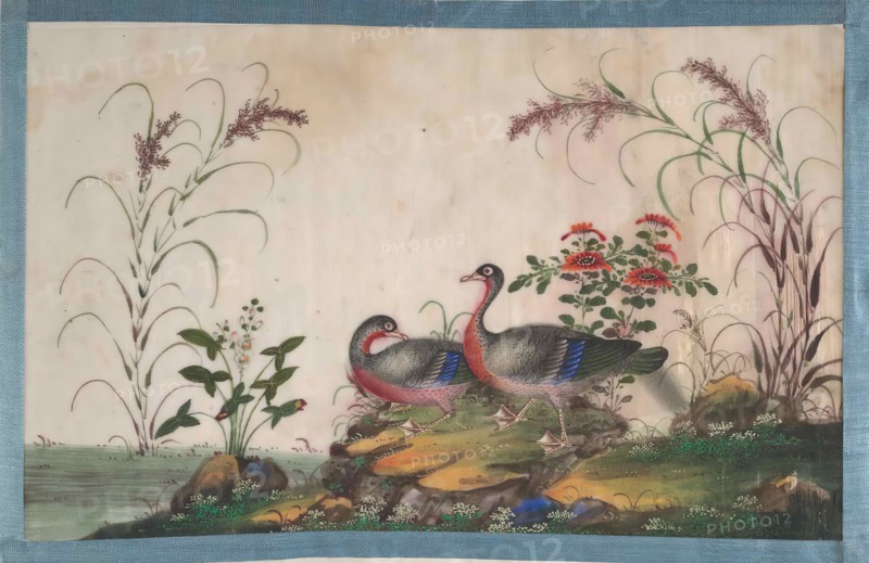 Album Containing Twelve Paintings of Birds, 19th century. Creator: Unknown.