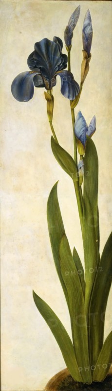 Iris troiana, ca 1505-1508. Creator: Dürer, Albrecht