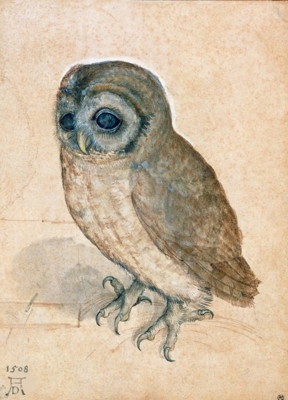 Little Owl, 1508. Creator: Dürer, Albrecht