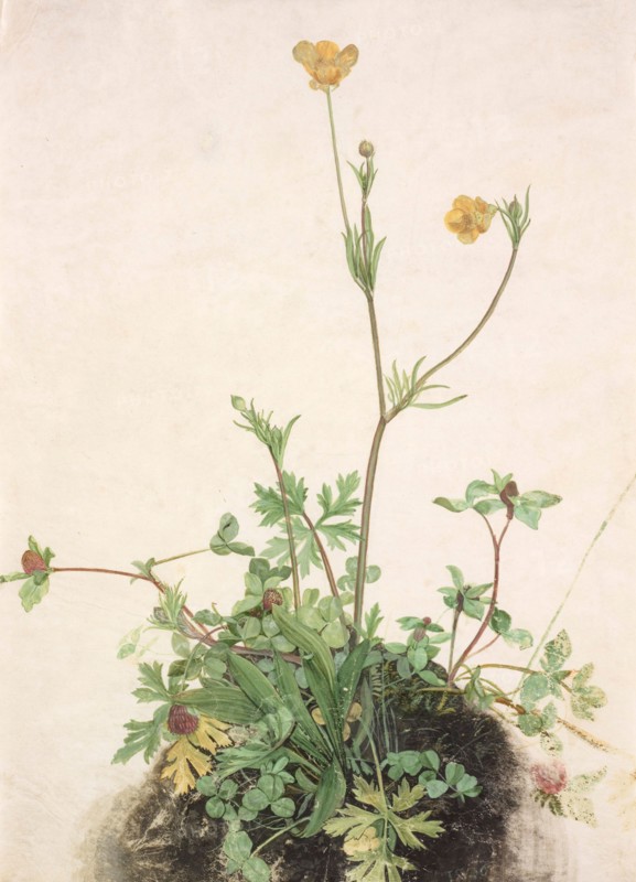 Buttercups, Red Clover and Plantain, 1526. Creator: Dürer, Albrecht