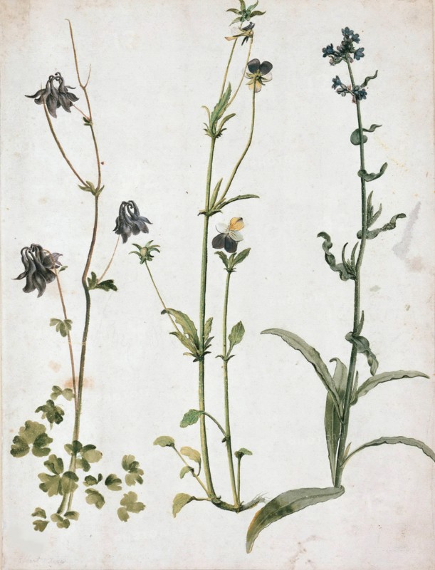Akelei, Stiefmütterchen und Ochsenzunge, First quarter of 16th cen.. Creator: Dürer, Albrecht