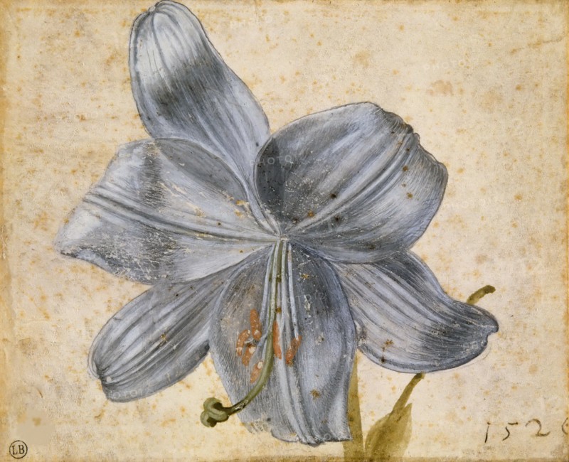 Study of a lily, 1526. Creator: Dürer, Albrecht