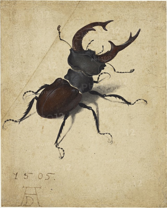 Stag Beetle, 1505. Creator: Dürer, Albrecht