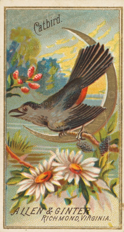 Catbird, from the Birds of America series