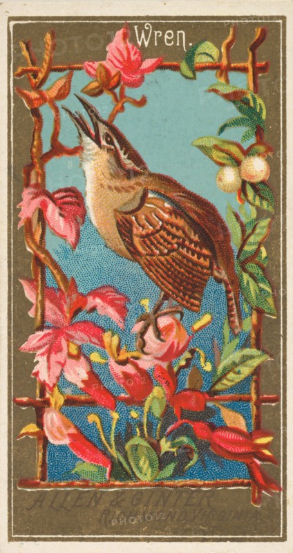 Wren, from the Birds of America series