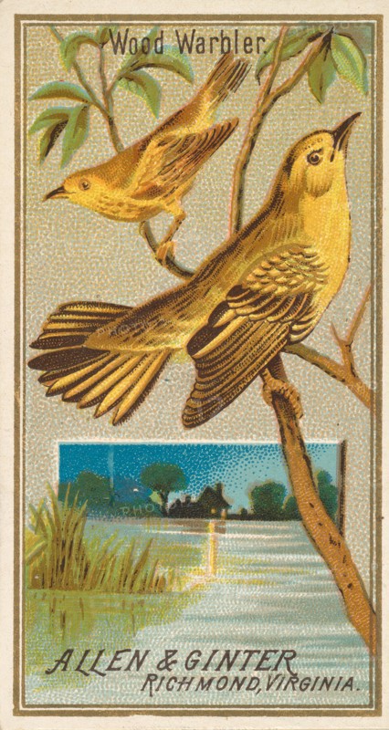Wood Warbler, from the Birds of America series