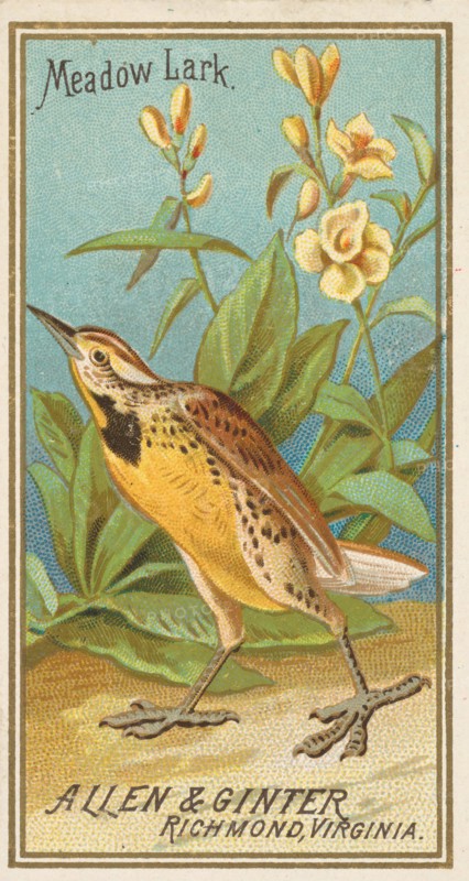 Meadow Lark, from the Birds of America series