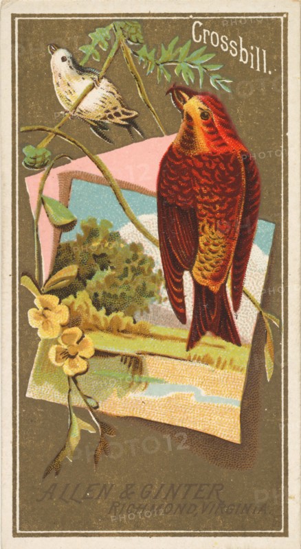 Crossbill, from the Birds of America series