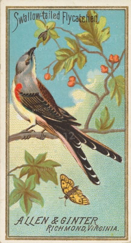 Swallow-tailed Flycatcher, from the Birds of America series