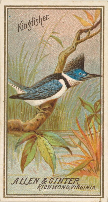 Kingfisher, from the Birds of America series