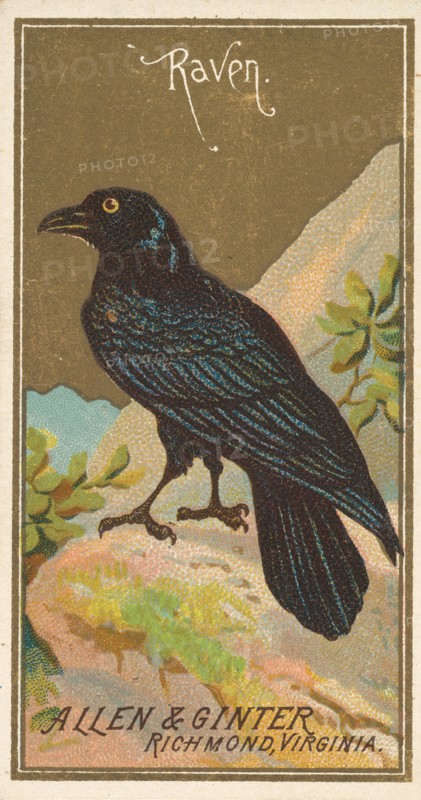 Raven, from the Birds of America series