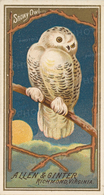 Snowy Owl, from the Birds of America series