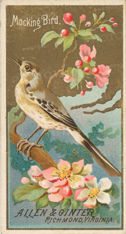 Mockingbird, from the Birds of America series