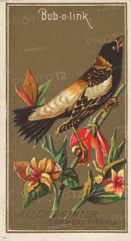 Bob-o-link, from the Birds of America series