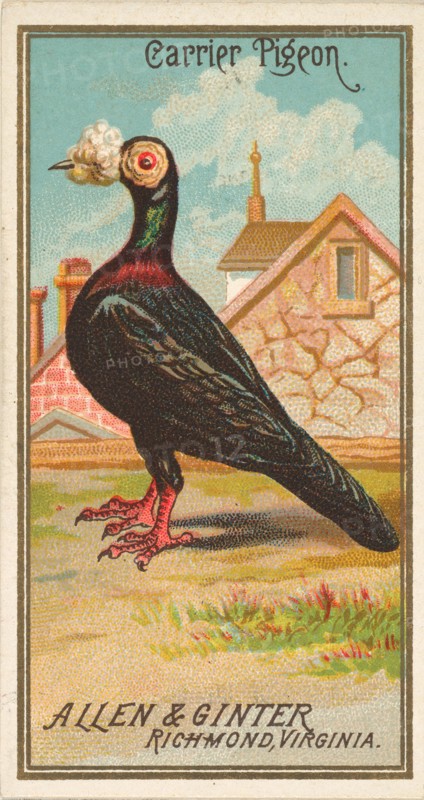 Carrier Pigeon, from the Birds of America series