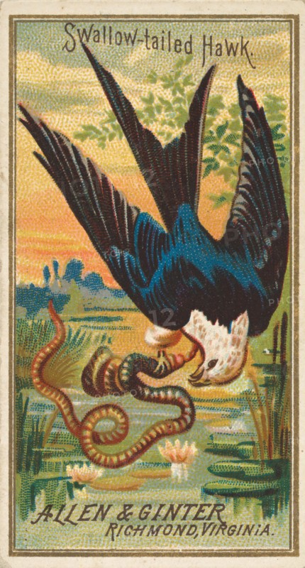 Swallow-tailed Hawk, from the Birds of America series