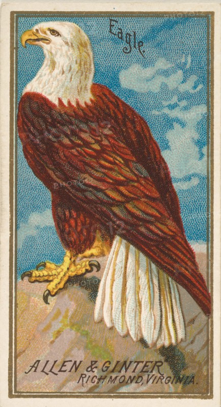 Eagle, from the Birds of America series