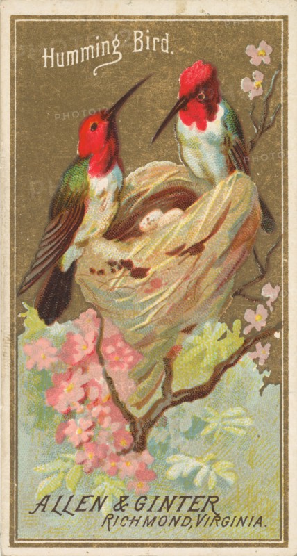 Hummingbird, from the Birds of America series