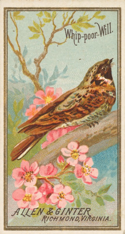Whip-poor-Will, from the Birds of America series