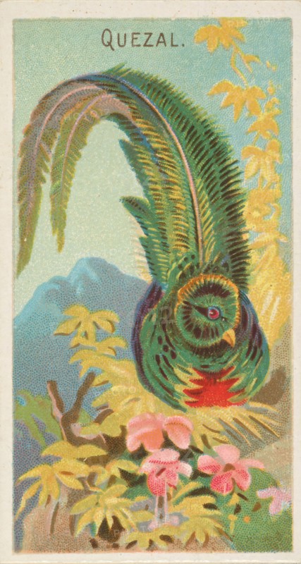 Quetzal, from the Birds of the Tropics series
