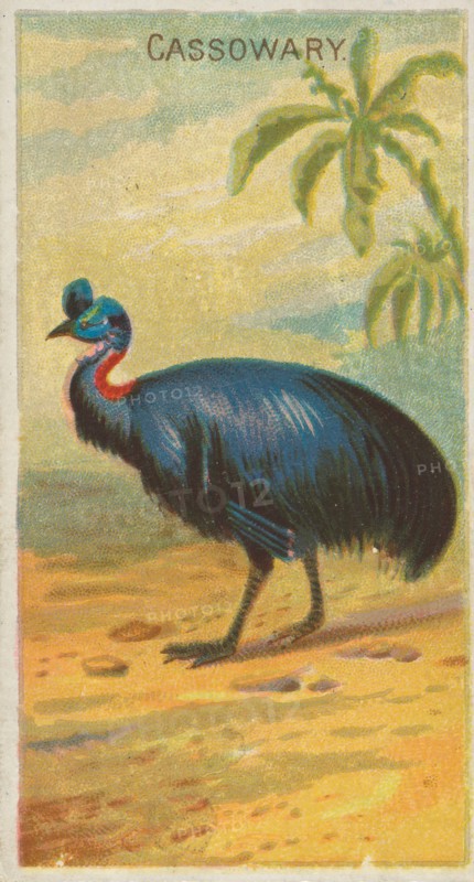 Cassowary, from the Birds of the Tropics series