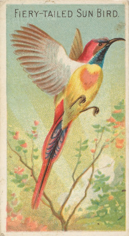 Fiery-Tailed Sun Bird, from the Birds of the Tropics series