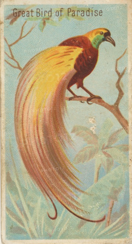 Great Bird of Paradise, from the Birds of the Tropics series