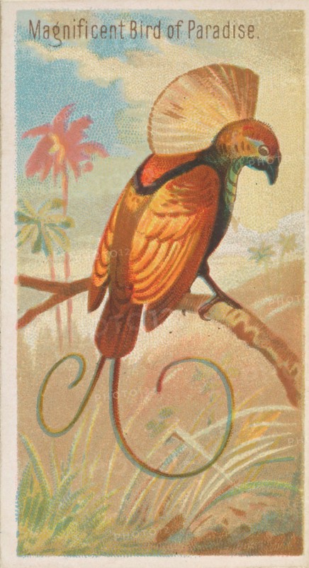 Magnificent Bird of Paradise, from the Birds of the Tropics series