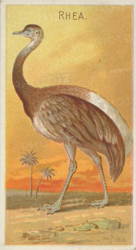 Rhea, from the Birds of the Tropics series
