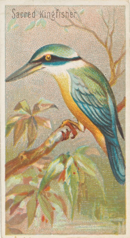 Sacred Kingfisher, from the Birds of the Tropics series