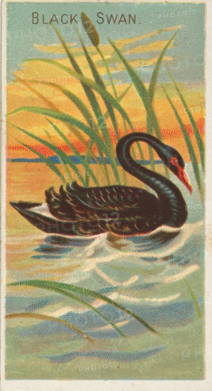 Black Swan, from the Birds of the Tropics series