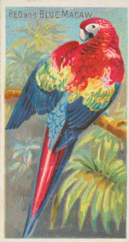 Red and Blue Macaw, from the Birds of the Tropics series