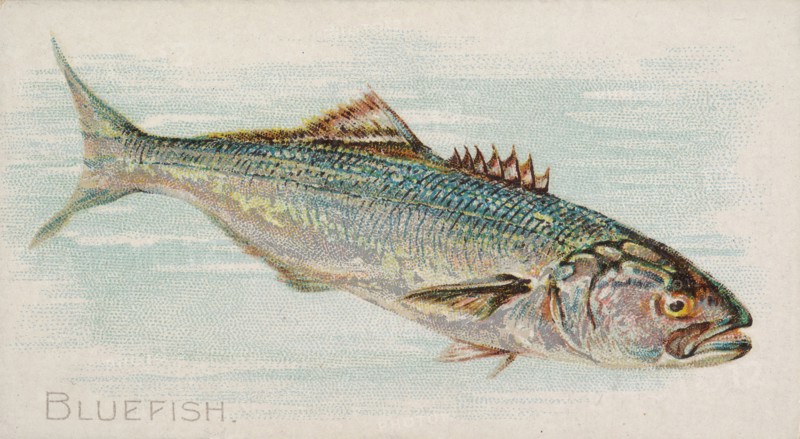 Bluefish, from the Fish from American Waters series