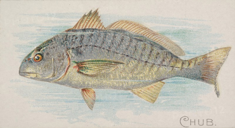 Chub, from the Fish from American Waters series
