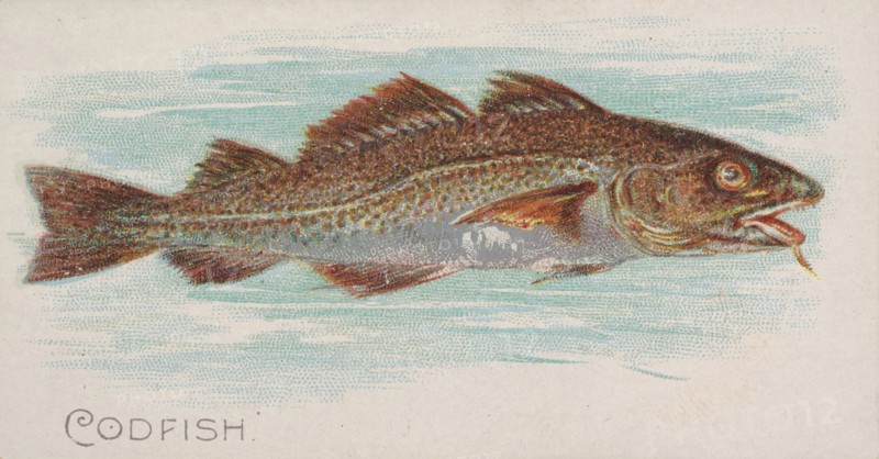 Codfish, from the Fish from American Waters series