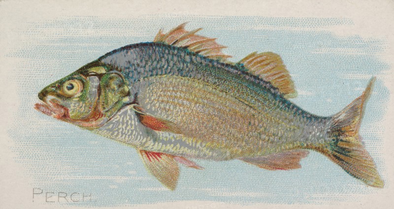 Perch, from the Fish from American Waters series