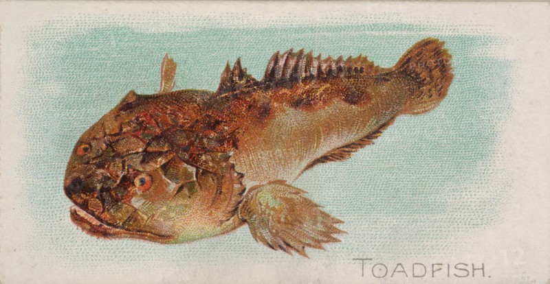 Toadfish, from the Fish from American Waters series