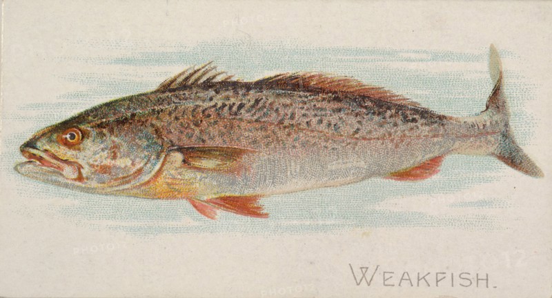 Weakfish, from the Fish from American Waters series