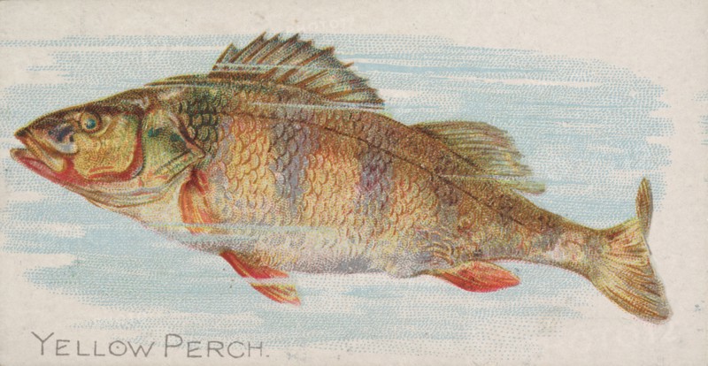Yellow Perch, from the Fish from American Waters series