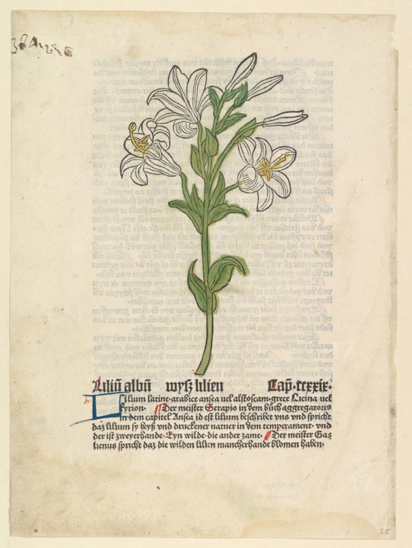 White Lily, illustration from Gart der Gesundheit