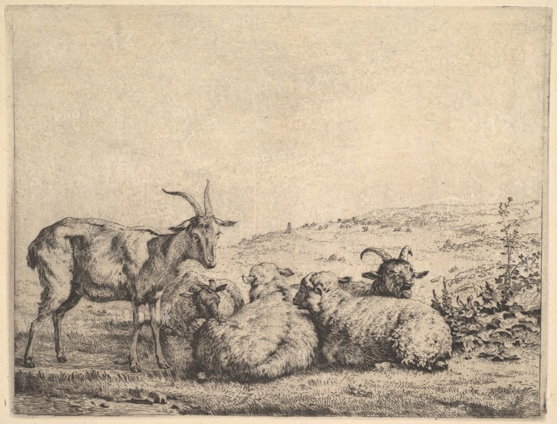 Two Goats and Three Sheep, 1655. Creator: Karel Du Jardin.