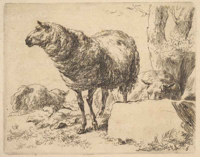 from The Set of Sheep. Creator: Nicolaes Berchem.