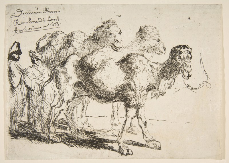 Three Dromedaries.n.d. Creator: Unknown.