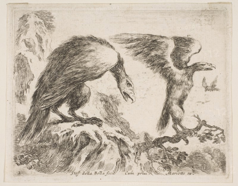 Plate 2: eagle and eaglet, from 'Various animals'