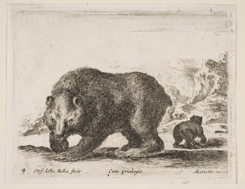 Plate 4: bear, from 'Various animals'