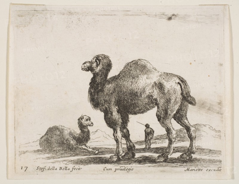 Plate 17: camels, from 'Various animals'