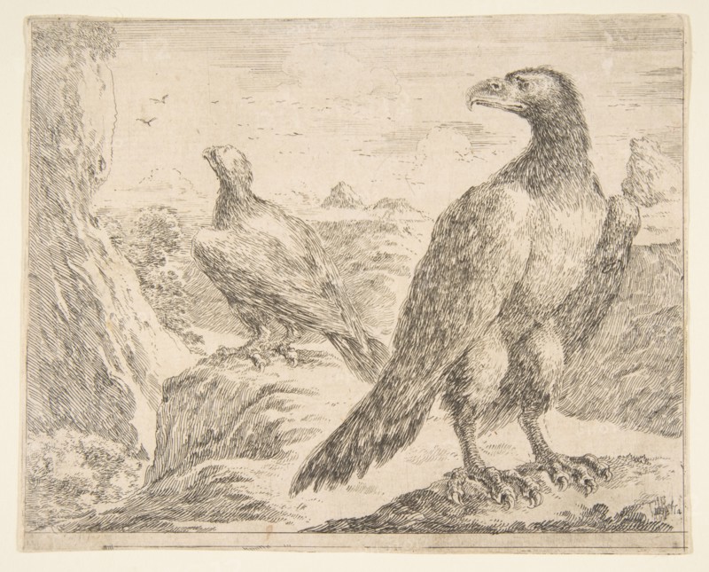 Two eagles, from 'Eagles'
