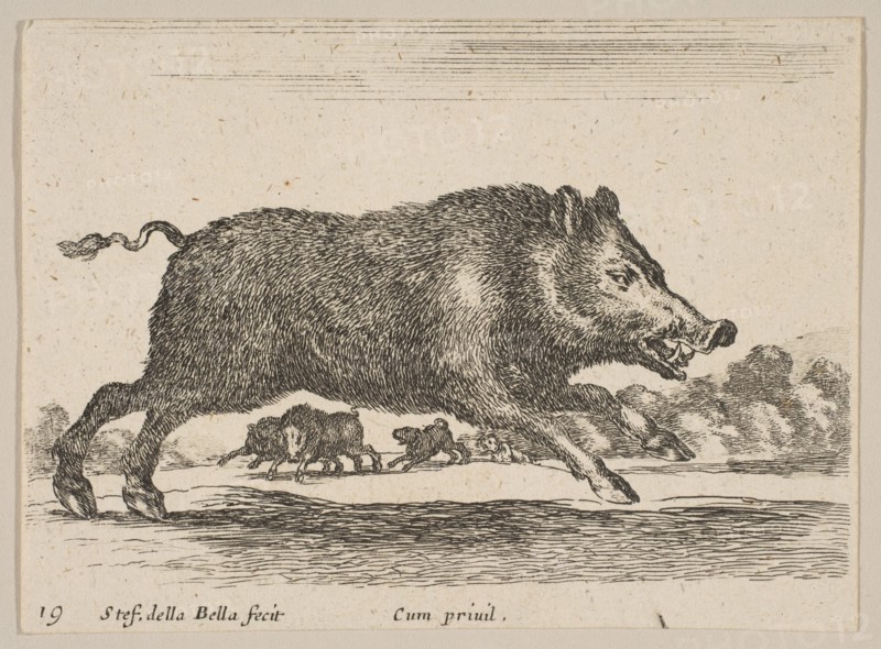 Plate 19: wild boar, from 'Various animals'