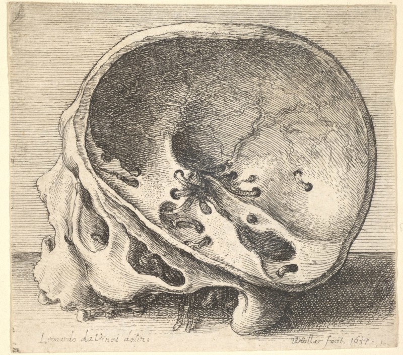 Sectioned skull in profile to left with the left side of the cranium removed, 1651. Creator: Wenceslaus Hollar.