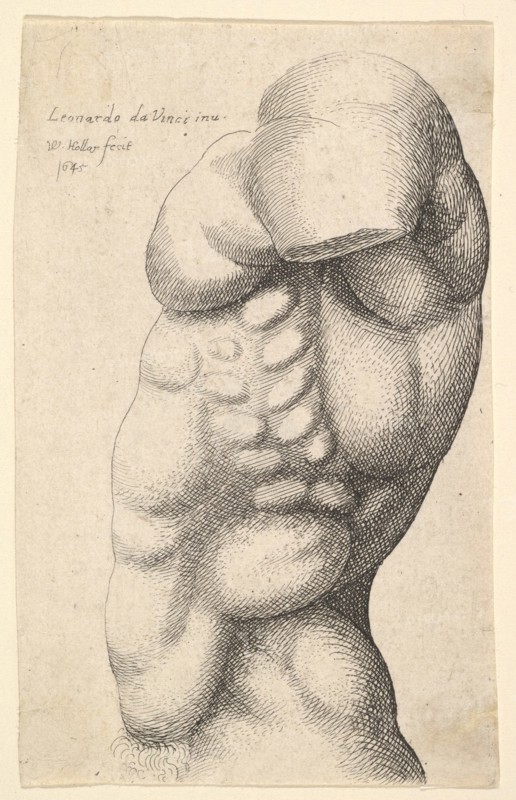 Male torso from neck to hip in profile to left, 1645. Creator: Wenceslaus Hollar.